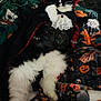 cat, black_and_white, costume, vampire, cape, lace, jewelry, blanket, halloween, pumpkin, skull, bat, pattern, fur, pet, indoor, relaxed, cute, animal, holiday