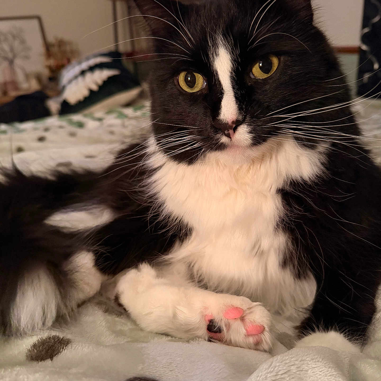 Mosie joined the competition — help win amazing prizes! animal, bedroom, black_and_white, blanket, cat, close_up, cozy, cute, domestic_cat, eyes, feline, fur, indoor, paw, pet, pink_paw_pads, relaxed, resting, soft, whiskers