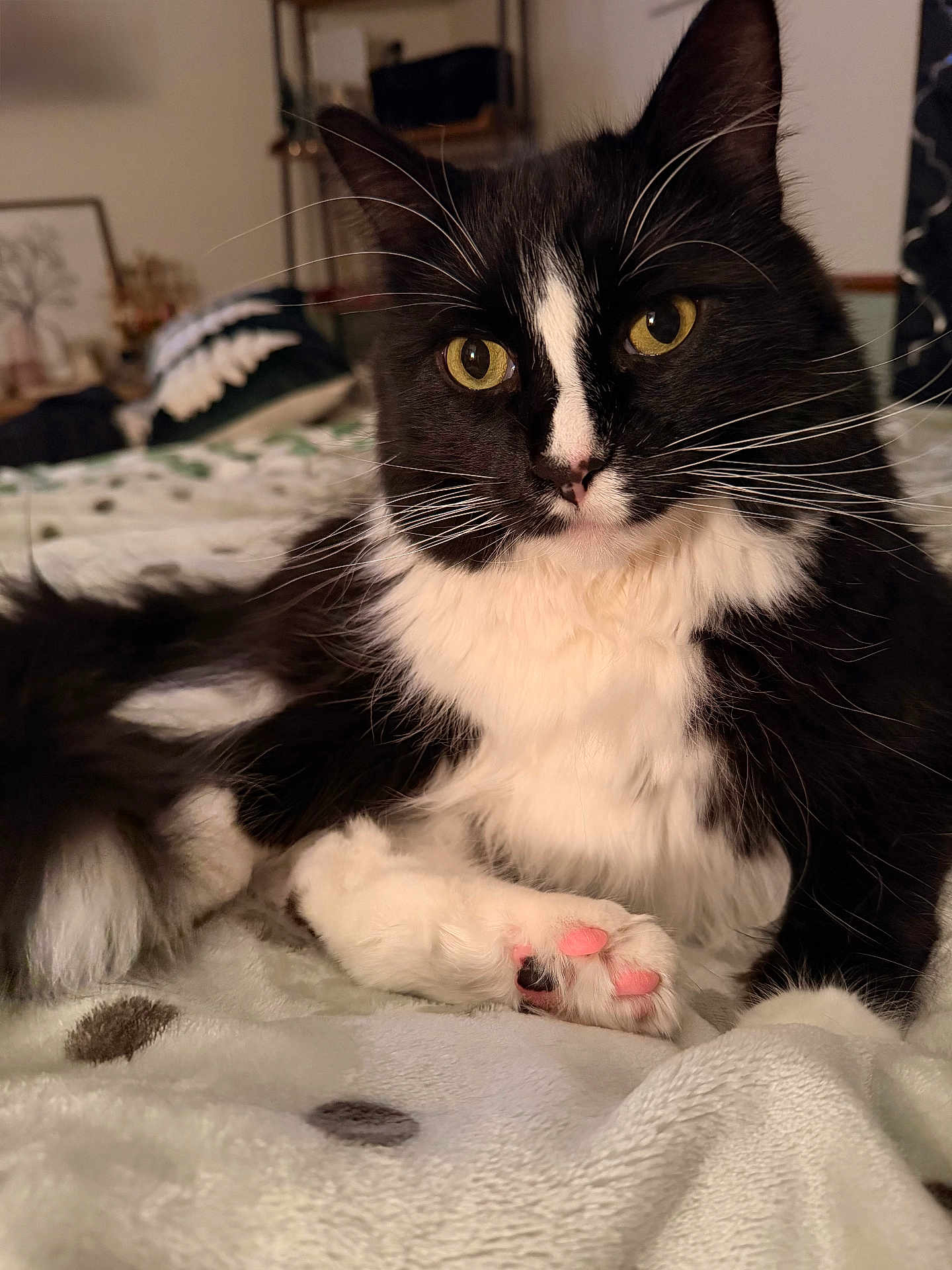 Mosie joined the competition — help win amazing prizes! cat, black_and_white, pet, animal, feline, whiskers, paw, pink_paw_pads, bedroom, blanket, indoor, cute, fur, relaxed, close_up, resting, domestic_cat, soft, cozy, eyes