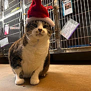 Cody is registered to the contest to win money with this photo: cat, santa_hat, animal, pet, feline, cage, indoor, floor, fur, whiskers, tabby, white_paws, holiday, festive, hat, metal, tag, shelter, veterinary, unimpressed