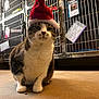 cat, santa_hat, animal, pet, feline, cage, indoor, floor, fur, whiskers, tabby, white_paws, holiday, festive, hat, metal, tag, shelter, veterinary, unimpressed