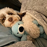 Monchi joined the competition — help win amazing prizes! dog, stuffed_toy, bed, blanket, pillow, cozy, sleeping, cute, pet, fur, indoor, resting, comfort, toy, animal, snuggle, relaxation, companion, home, cuddly