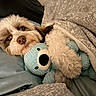 dog, stuffed_toy, bed, blanket, pillow, cozy, sleeping, cute, pet, fur, indoor, resting, comfort, toy, animal, snuggle, relaxation, companion, home, cuddly
