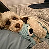 dog, pet, blanket, bed, stuffed_toy, blue, sleepy, cozy, fur, snuggling, indoor, comfort, cute, animal, resting, soft, companion, toy, relaxed, warm