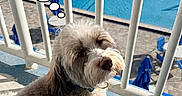 Monchi is registered to the contest to win money with this photo: dog, balcony, pool, outdoor, sunlight, fence, pet, fluffy, hopeful, blue, shadow, summer, animal, cute, small_dog, fur, daylight, resort, vacation, expression