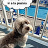 dog, balcony, pool, outdoor, sunlight, fence, pet, fluffy, hopeful, blue, shadow, summer, animal, cute, small_dog, fur, daylight, resort, vacation, expression