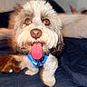 dog, tongue, blue_collar, bed, plush_toy, fluffy, pet, cute, indoor, brown_and_white, fur, animal, portrait, happy, close_up, canine, pet_accessory, domestic_animal, bedroom, playful