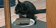 Dots joined the competition — help win amazing prizes! backpack, black_fur, cat, curious, domestic, door_frame, feeding, feline, floor_board, food_bowl, glass, kibble, pet, porch, reflection, rubber_mat, tuxedo_cat, whiskers, white_marking, wooden_door