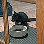 backpack, black_fur, cat, curious, domestic, door_frame, feeding, feline, floor_board, food_bowl, glass, kibble, pet, porch, reflection, rubber_mat, tuxedo_cat, whiskers, white_marking, wooden_door