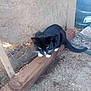 black_cat, cat, concrete, fence_wire, gravel, ground, outdoor, paws, pet, plywood_wall, rug, shadow, sitting, tail, tuxedo_cat, water_jug, whiskers, white_paws, wooden_beam, yellow_eyes