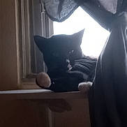 Dots joined the competition — help win amazing prizes! animal, black_and_white, cat, cozy, curtain, dark, domestic, feline, indoor, light, paw, pet, quiet, relaxing, resting, shadow, silhouette, whiskers, window, windowsill