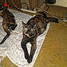 animal, carpet, cat, cloth, clutter, cord, domestic_animal, feline, floor, indoor, lying_down, mammal, pet, power_strip, relaxed, resting, tortoiseshell_cat, two_cats, wood_panel, yellow_eyes