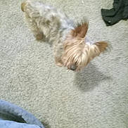 Yogi is registered to the contest to win money with this photo: animal, beige, blurry, brown, carpet, clothing, cute, dog, domestic, ears, floor, fur, furniture, home, indoor, looking_down, pet, small_dog, standing, walking