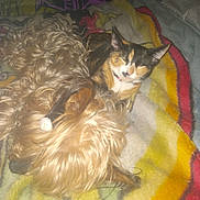 Gracious Mae is registered to the contest to win money with this photo: cat, dog, blanket, bed, pet, fur, calico_cat, small_dog, sleeping, cuddling, cozy, paw, collar, indoors, snuggling, companion, curled_up, mammal, long_hair, texture