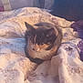 Gracious Mae is registered to the contest to win money with this photo: cat, kitten, calico, bed, blanket, bedding, cozy, pet, animal, feline, whiskers, ears, indoor, portrait, domestic_pet, resting, fur, paws, cute, sleepy
