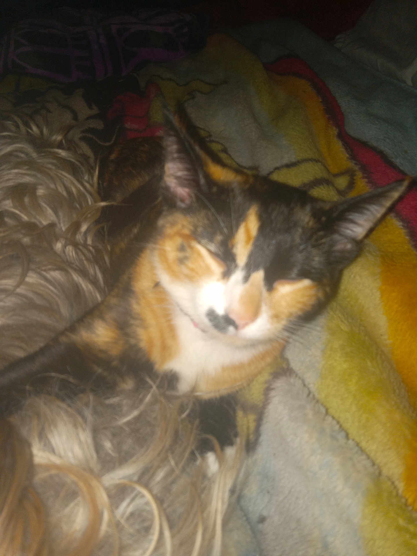 Gracious Mae is registered to the contest to win money with this photo: cat, calico_cat, pet, blanket, cozy, sleeping, fur, whiskers, ears, indoor, close_up, cuddle, relaxed, bed, paws, portrait, nap, domestic_cat, companion, soft_texture