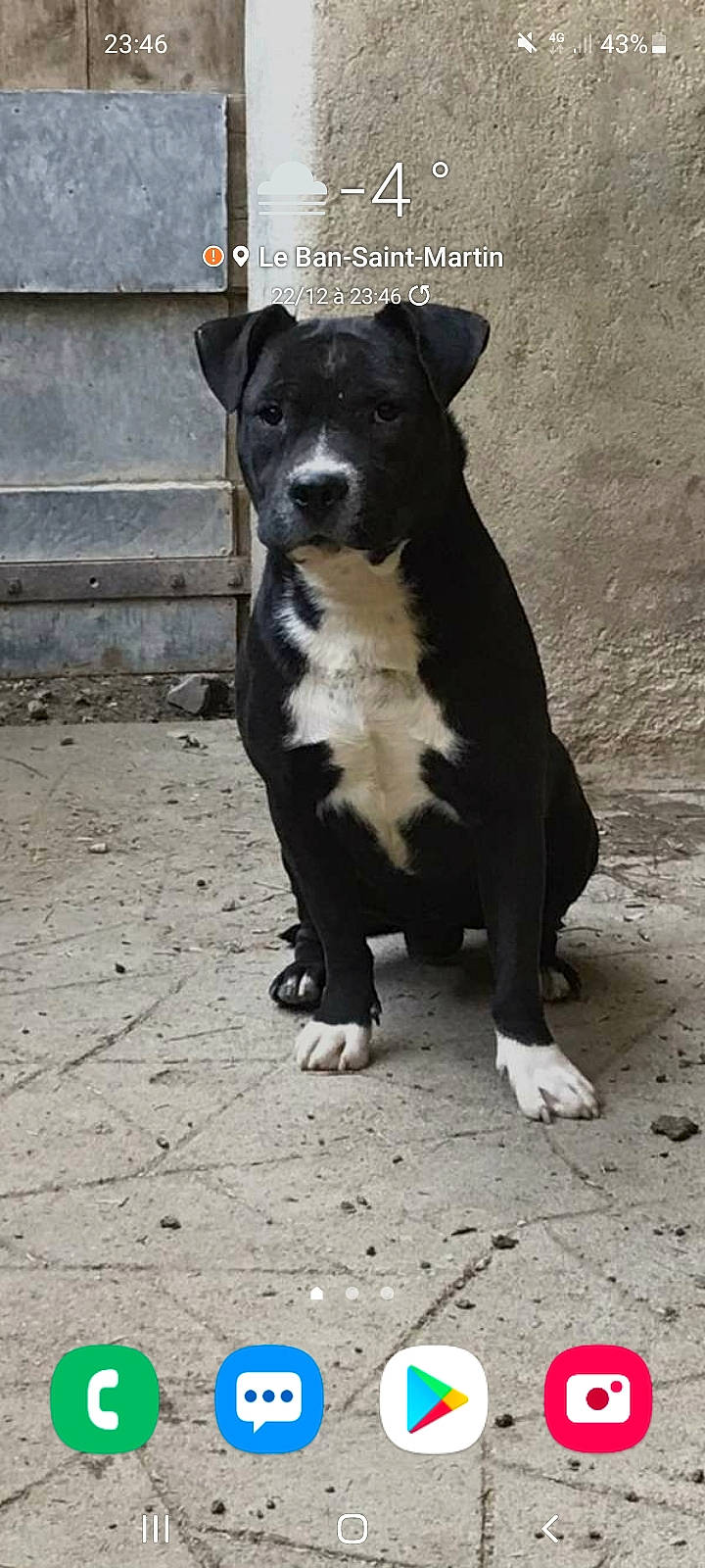 Boss participe au concours pour gagner de l'argent avec cette photo : boston_terrier, carnivore, companion_dog, dog, dog_breed, non_sporting_group, snout, terrestrial_animal, whiskers, working_animal, working_dog