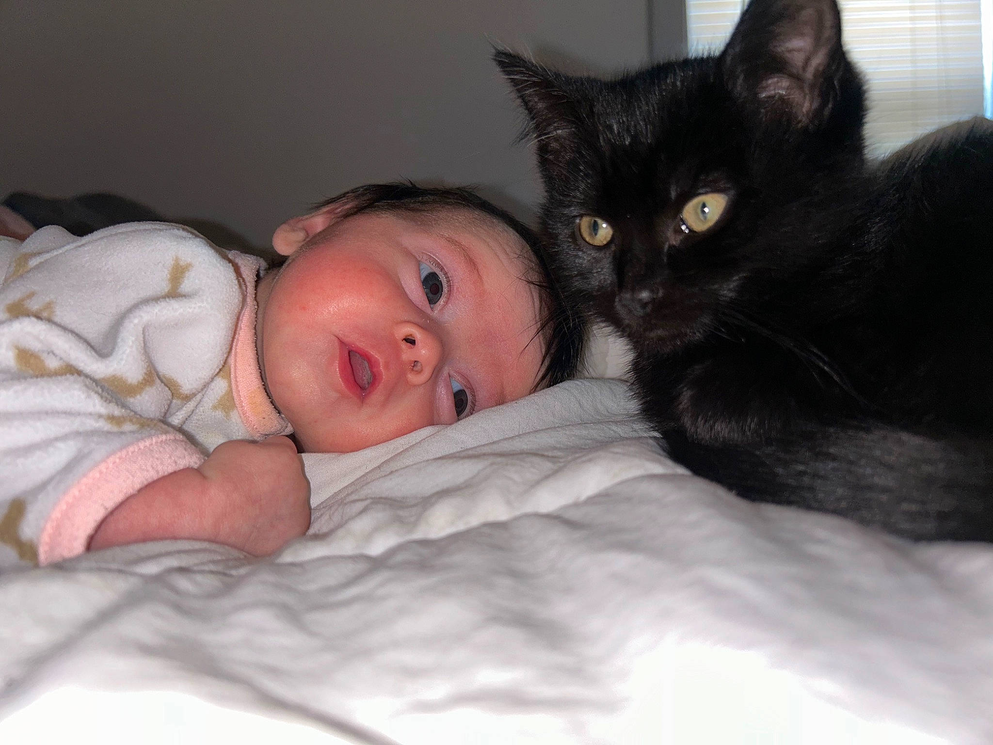 Evelyn is registered to the contest to win money with this photo: baby, baby_toddler_clothing, black_cat, bombay, carnivore, cat, cheek, comfort, domestic_short_haired_cat, eye, felidae, fur, human_body, iris, linens, nose, person, skin, small_to_medium_sized_cats, toddler