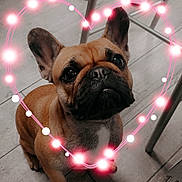 Ucka a rejoint le concours — aidez-le/la à gagner de superbes lots ! animal, boxer, boy, bulldog, canine, child, clothing, dog, footwear, frenchbulldog, hardwood, male, person, pet, pitbull, pug, puppy, shoe, sphere, wood
