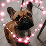 animal, boxer, boy, bulldog, canine, child, clothing, dog, footwear, frenchbulldog, hardwood, male, person, pet, pitbull, pug, puppy, shoe, sphere, wood