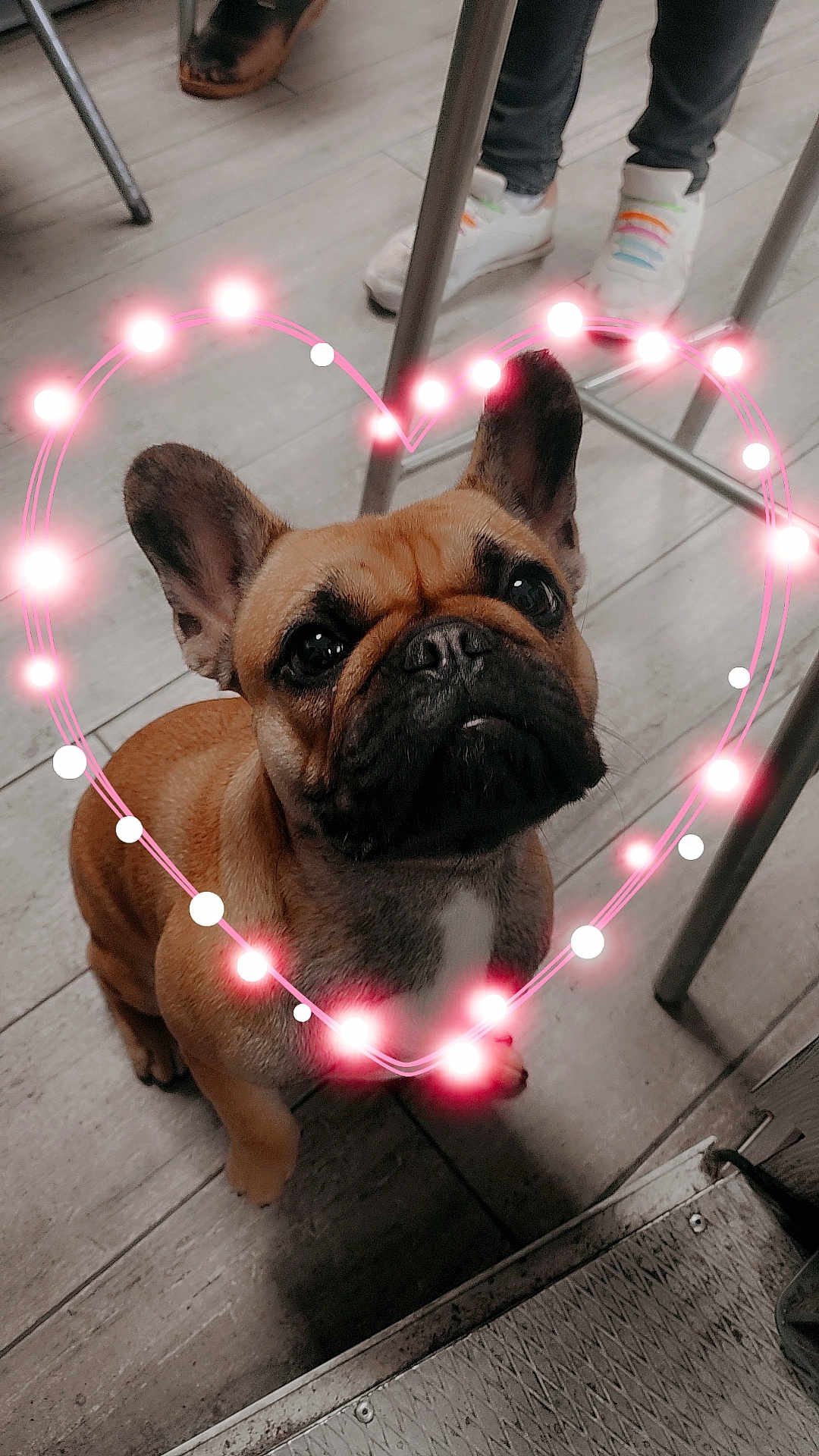 Ucka a rejoint le concours — aidez-le/la à gagner de superbes lots ! animal, boxer, boy, bulldog, canine, child, clothing, dog, footwear, frenchbulldog, hardwood, male, person, pet, pitbull, pug, puppy, shoe, sphere, wood