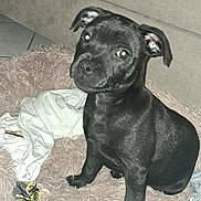 Asko participe au concours pour gagner de l'argent avec cette photo : puppy, dog, black_dog, pet, fluffy_rug, toy, indoor, couch, curious, sitting, cute, young_dog, animal, domestic_animal, fur, playful, looking_at_camera, floor, blanket, cozy