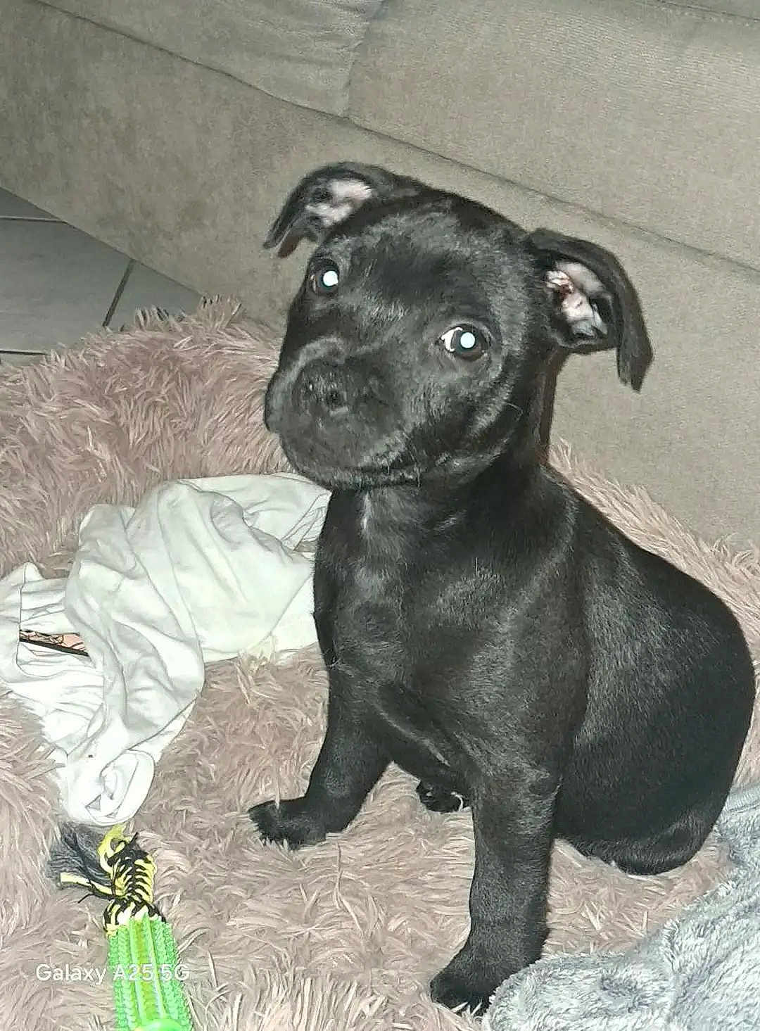 Asko participe au concours pour gagner de l'argent avec cette photo : puppy, dog, black_dog, pet, fluffy_rug, toy, indoor, couch, curious, sitting, cute, young_dog, animal, domestic_animal, fur, playful, looking_at_camera, floor, blanket, cozy