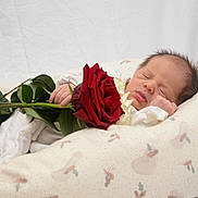 Izaak participe au concours pour gagner de l'argent avec cette photo : baby, newborn, sleeping, rose, flower, hand, cushion, white_clothing, soft_texture, peaceful, portrait, infant, cute, resting, closeup, indoor, comfort, delicate, skin, tiny