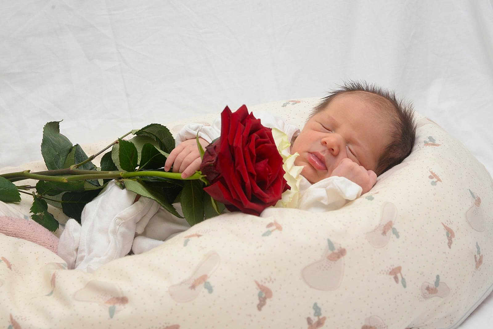 Izaak participe au concours pour gagner de l'argent avec cette photo : baby, newborn, sleeping, rose, flower, hand, cushion, white_clothing, soft_texture, peaceful, portrait, infant, cute, resting, closeup, indoor, comfort, delicate, skin, tiny
