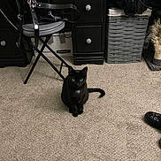 Serena joined the competition — help win amazing prizes! black_cat, cat, carpet, indoor, furniture, chair, desk, wicker_basket, cat_scratching_post, slipper, pet, floor, animal, domestic, curious, green_eyes, black_fur, cozy, room, home
