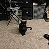 black_cat, cat, carpet, indoor, furniture, chair, desk, wicker_basket, cat_scratching_post, slipper, pet, floor, animal, domestic, curious, green_eyes, black_fur, cozy, room, home