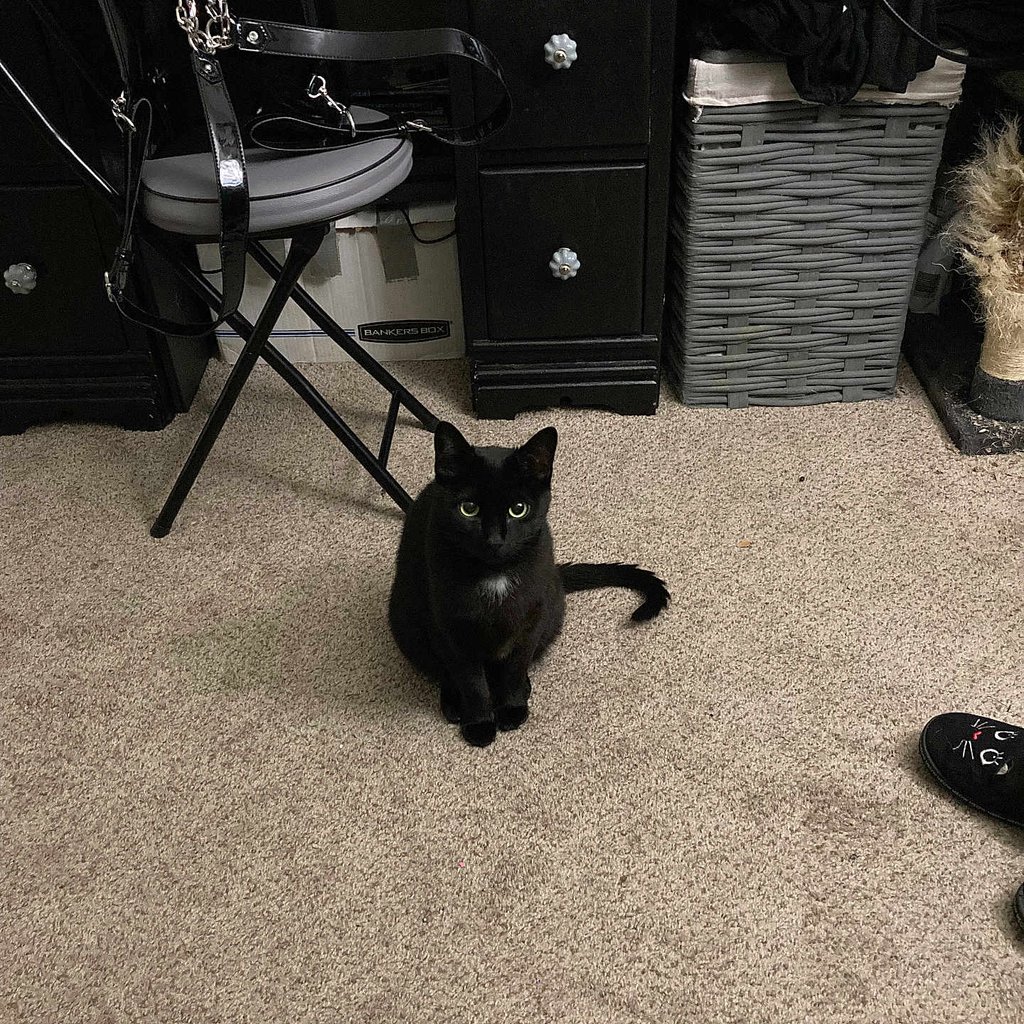 Serena joined the competition — help win amazing prizes! black_cat, cat, carpet, indoor, furniture, chair, desk, wicker_basket, cat_scratching_post, slipper, pet, floor, animal, domestic, curious, green_eyes, black_fur, cozy, room, home