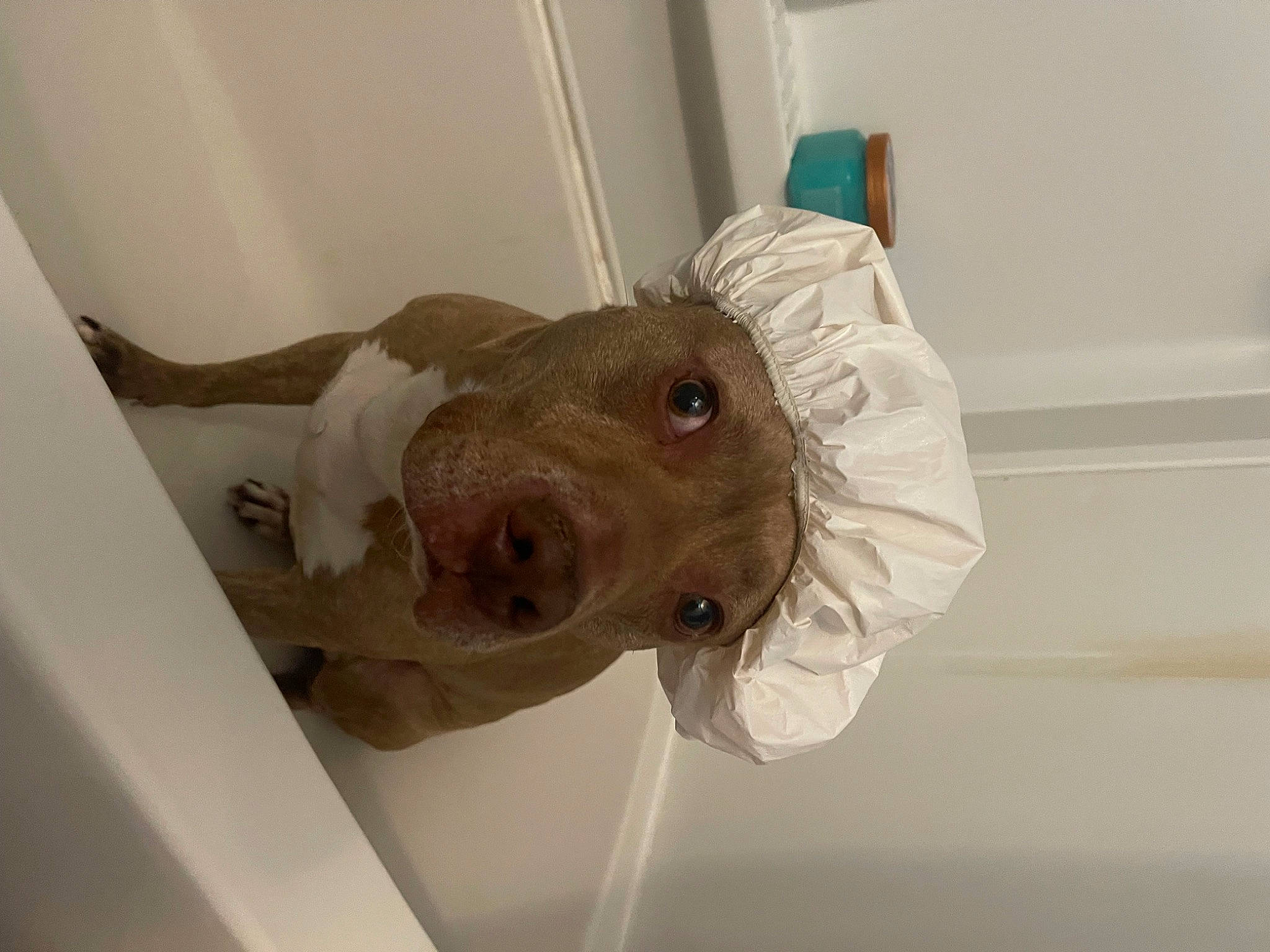 Rebel joined the competition — help win amazing prizes! canidae, dog, dog_breed, fawn, fur, jaw, liver, room, snout, sporting_group, terrestrial_animal, toy