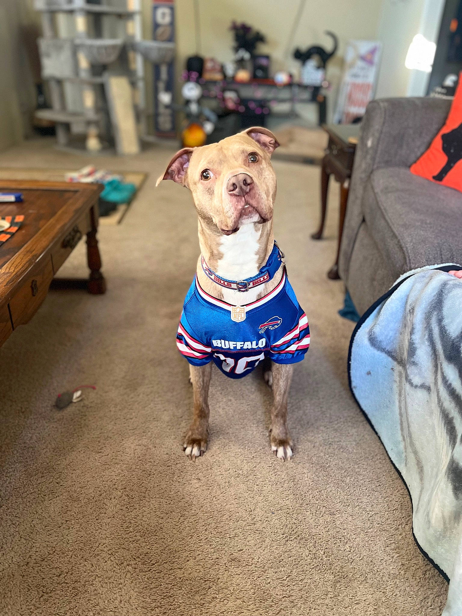 Rebel is registered to the contest to win money with this photo: carnivore, chair, collar, companion_dog, dog, dog_breed, dog_clothes, dog_collar, dog_supply, fashion_accessory, fawn, flooring, indoor_games_and_sports, leash, pet_supply, snout, sporting_group, table, wood, working_animal