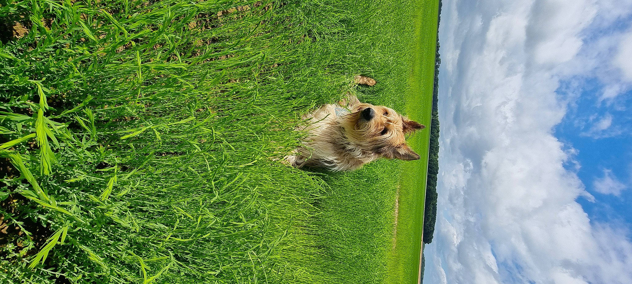 Léon participe au concours pour gagner de l'argent avec cette photo : canidae, carnivore, cloud, companion_dog, dog, dog_breed, fawn, grass, grass_family, grassland, groundcover, meadow, pasture, plant, sky, sporting_group, tree, trunk, water, wood