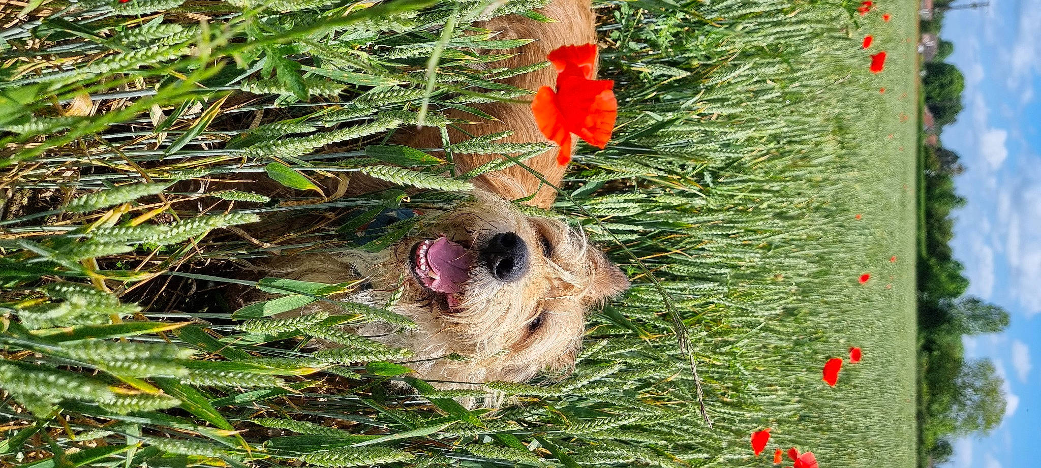 Léon participe au concours pour gagner de l'argent avec cette photo : canadian_fir, canidae, carnivore, christmas_ornament, conifer, dog, dog_breed, event, evergreen, flower, flowering_plant, grass, palm_tree, plant, snout, terrestrial_plant, tree, trunk, twig, wood