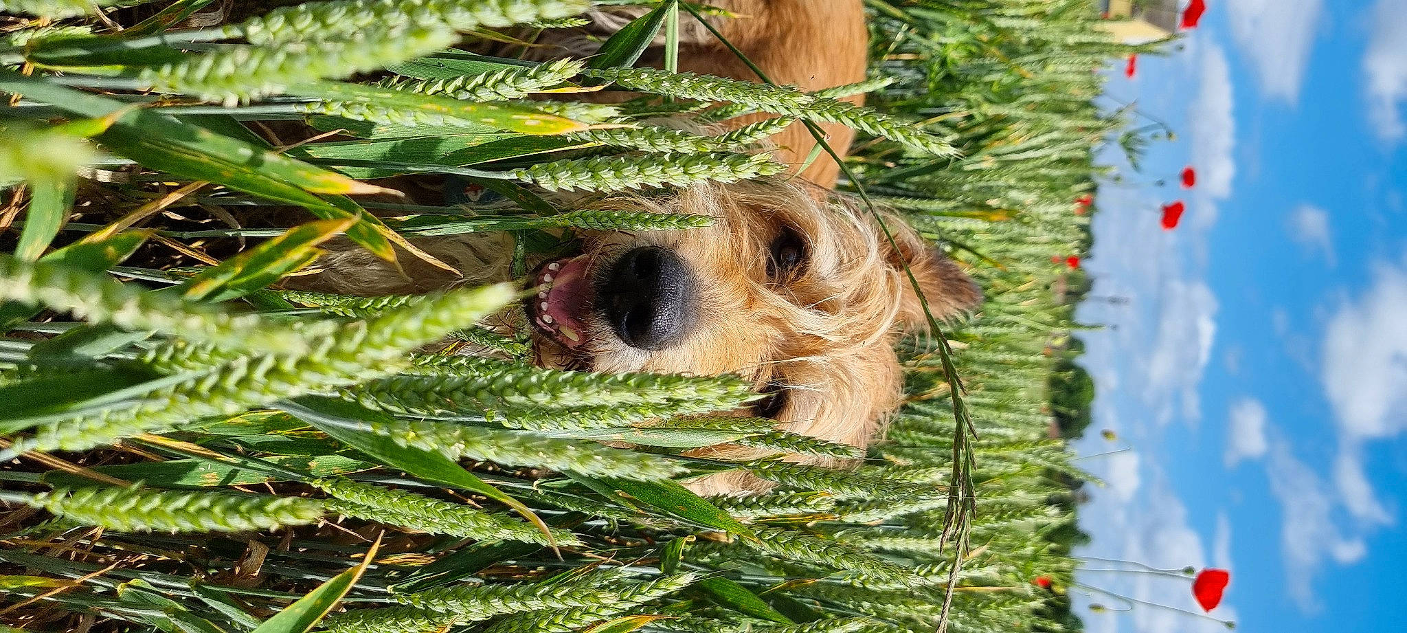 Léon a rejoint le concours — aidez-le/la à gagner de superbes lots ! arecales, branch, canadian_fir, conifer, dog, event, evergreen, flowering_plant, grass, palm_tree, plant, tail, terrestrial_plant, tree, trunk, twig, vascular_plant, wildlife, wood, woody_plant