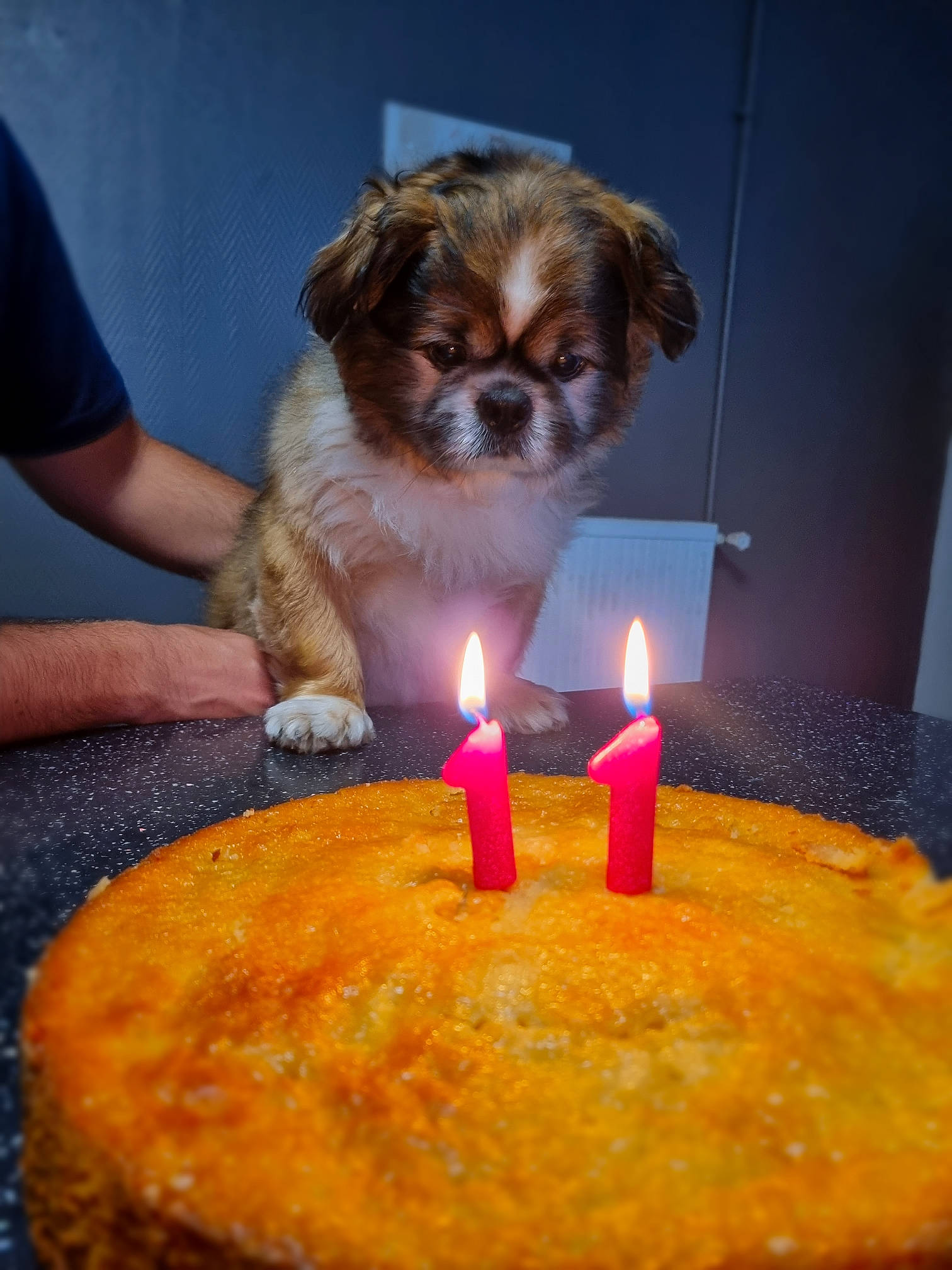 Trésor a rejoint le concours — aidez-le/la à gagner de superbes lots ! birthday_candle, cake, cake_decorating, cake_decorating_supply, candle, carnivore, companion_dog, cuisine, dog, dog_breed, fawn, flame, food, ingredient, kuchen, plate, recipe, sugar_cake, tableware, wax