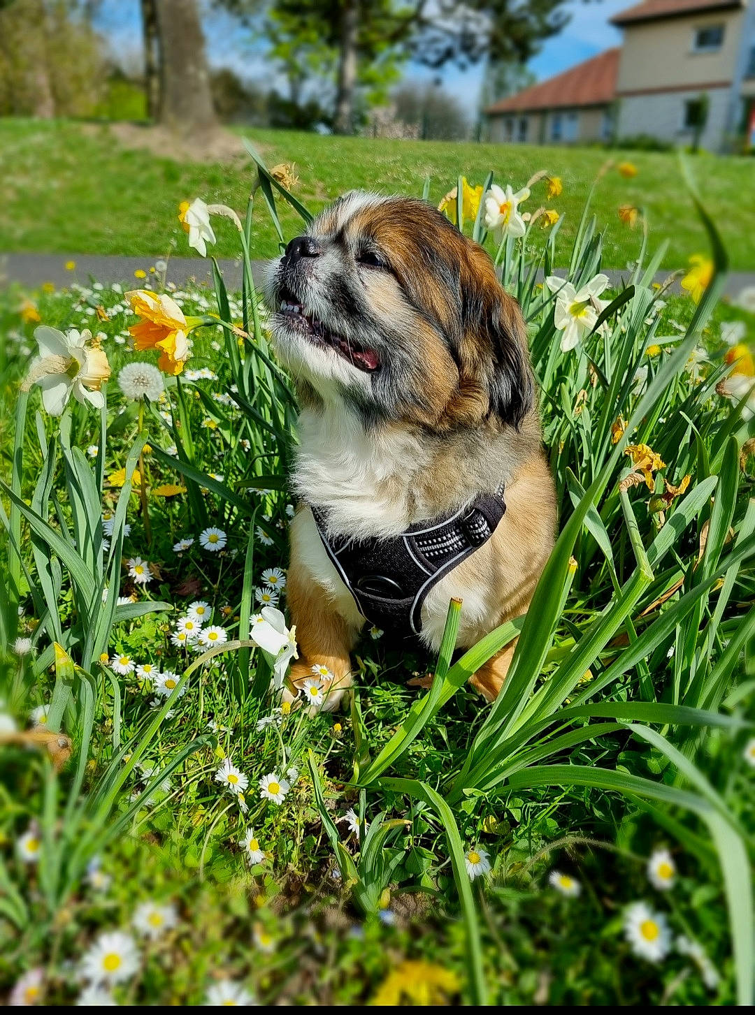 Trésor participe au concours pour gagner de l'argent avec cette photo : carnivore, companion_dog, dog, dog_breed, fawn, flower, garden, grass, grass_family, grassland, groundcover, lawn, meadow, people_in_nature, plant, sky, snout, summer, toy_dog, tree