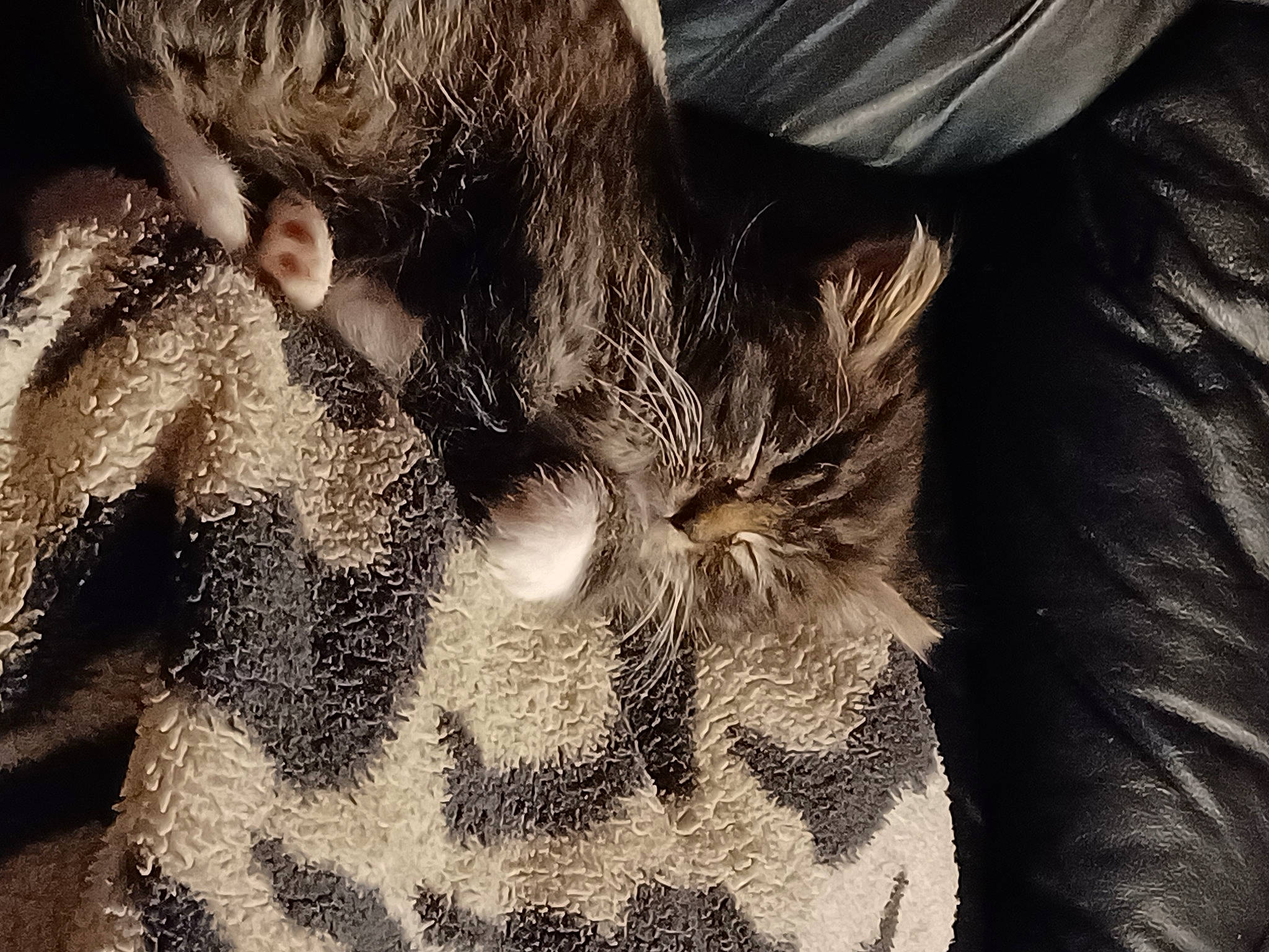 Edd joined the competition — help win amazing prizes! beard, carnivore, cat, claw, cloud, comfort, darkness, domestic_short_haired_cat, felidae, fur, monochrome, monochrome_photography, pattern, paw, sky, sleep, small_to_medium_sized_cats, snout, tail, whiskers