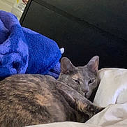 Patches joined the competition — help win amazing prizes! cat, bed, blanket, blue_blanket, fur, indoor, resting, sleepy, animal, pet, feline, cozy, comfort, soft, domestic, cute, relaxed, face, ear, whiskers
