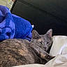cat, bed, blanket, blue_blanket, fur, indoor, resting, sleepy, animal, pet, feline, cozy, comfort, soft, domestic, cute, relaxed, face, ear, whiskers