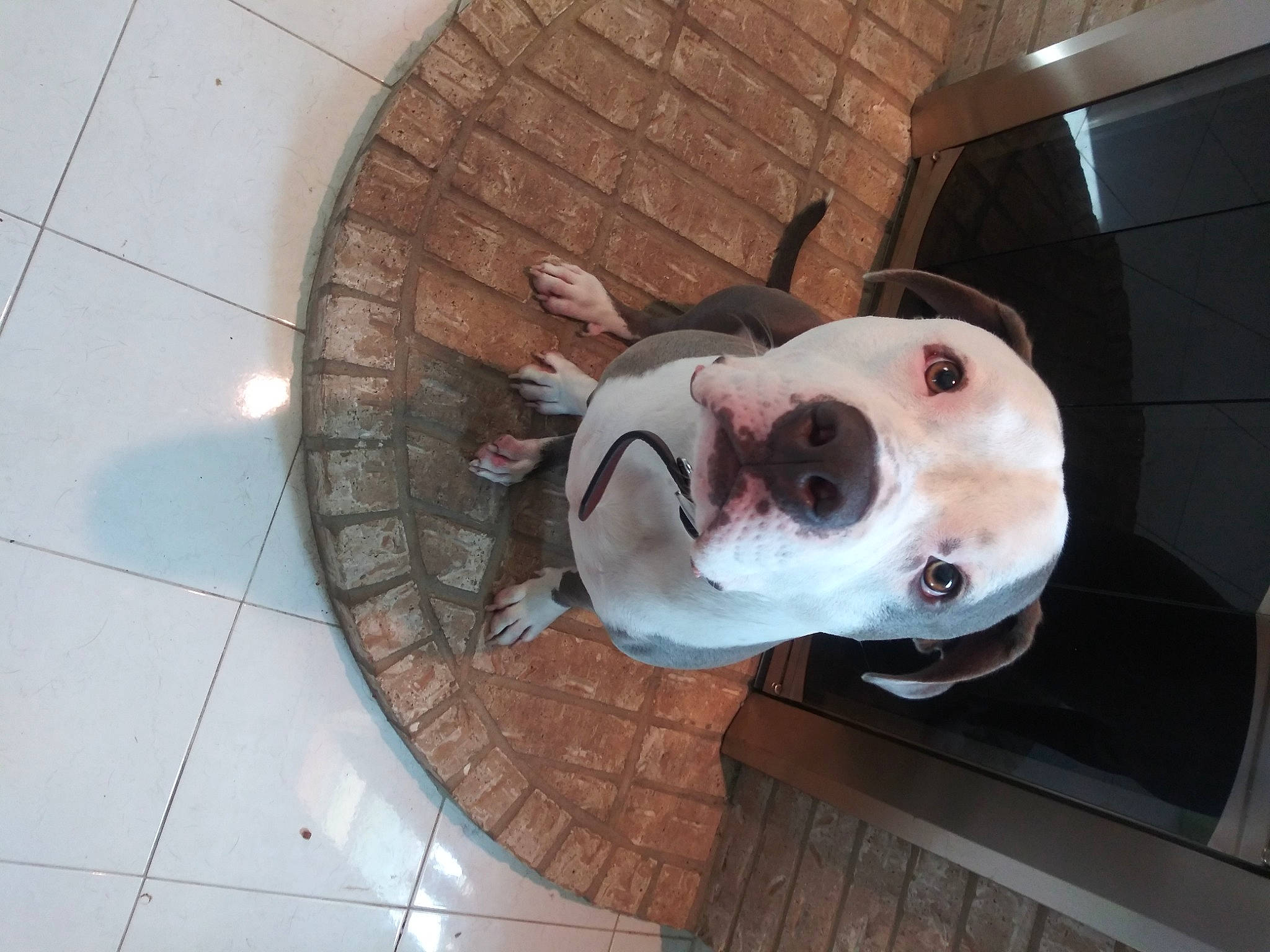 Leo is registered to the contest to win money with this photo: brick, brickwork, canidae, carnivore, ceiling, circle, companion_dog, dog, dog_breed, flooring, non_sporting_group, snout, sporting_group, tile_flooring, toy, window, working_animal