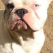 Olaf participe au concours pour gagner de l'argent avec cette photo : animal, canine, close_up, cute, dog, domestic_animal, ears, face, french_bulldog, ground, looking, nose, outdoor, paw, pet, portrait, shadow, sitting, sunlight, white_dog