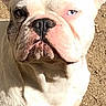 animal, canine, close_up, cute, dog, domestic_animal, ears, face, french_bulldog, ground, looking, nose, outdoor, paw, pet, portrait, shadow, sitting, sunlight, white_dog
