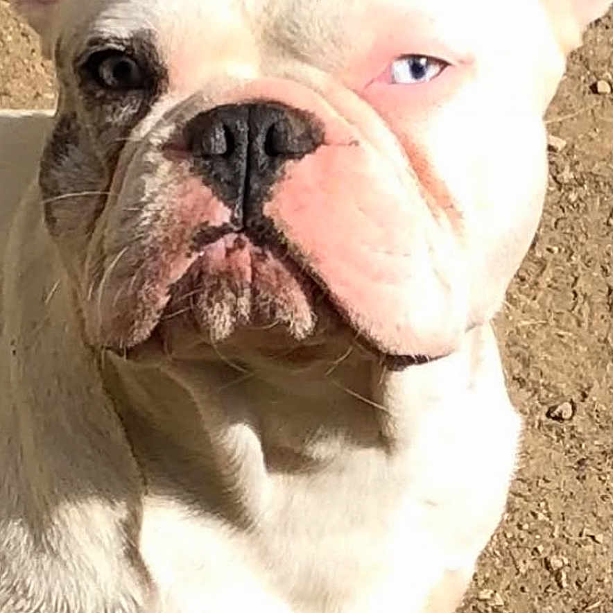 Olaf participe au concours pour gagner de l'argent avec cette photo : animal, canine, close_up, cute, dog, domestic_animal, ears, face, french_bulldog, ground, looking, nose, outdoor, paw, pet, portrait, shadow, sitting, sunlight, white_dog