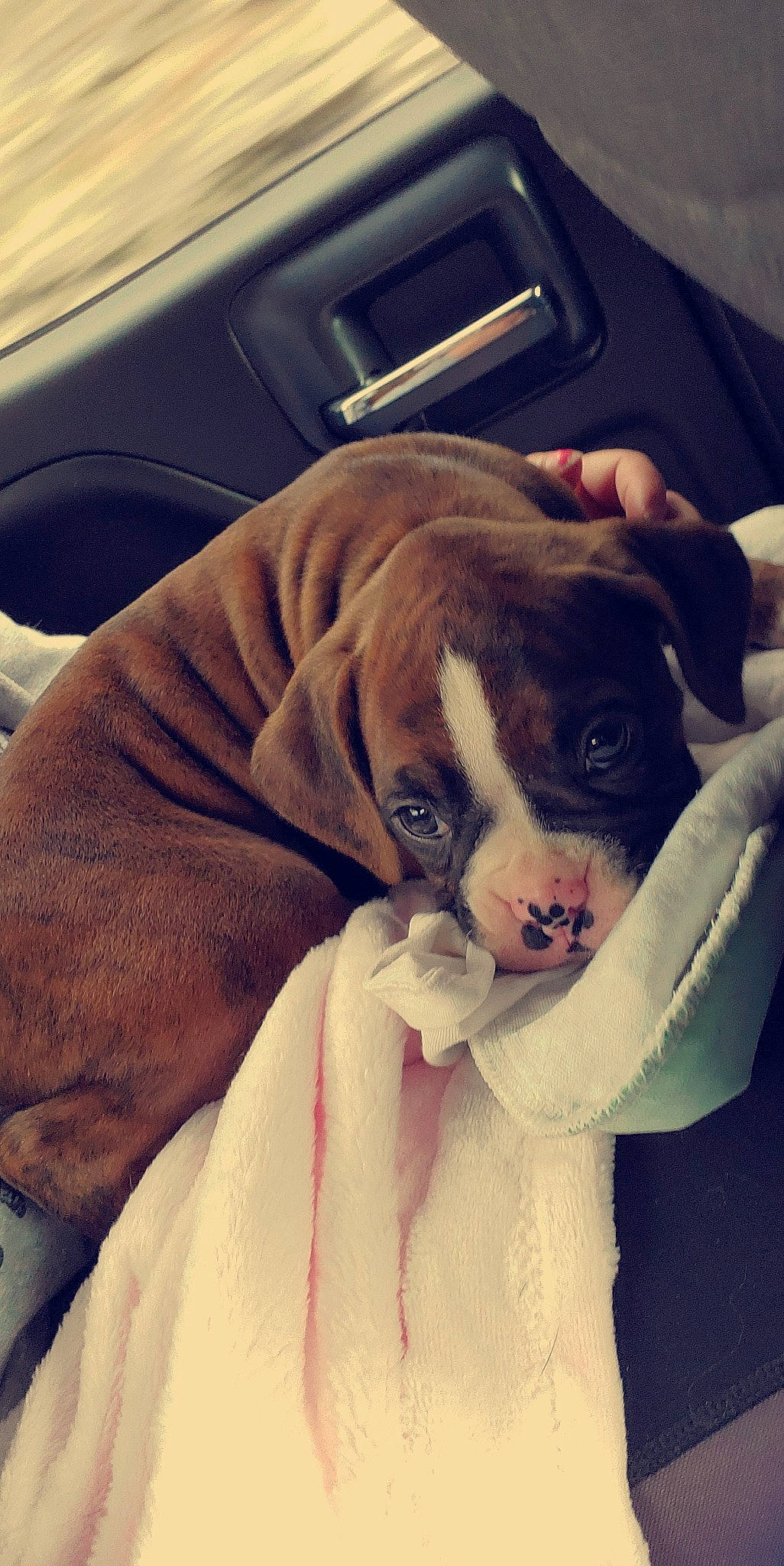 Sadie is registered to the contest to win money with this photo: boston_terrier, boxer, canidae, carnivore, companion_dog, dog, dog_breed, ear, eye, fawn, head, mammal, non_sporting_group, nose, old_english_bulldog, olde_english_bulldogge, puppy, puppy_love, skin, snout