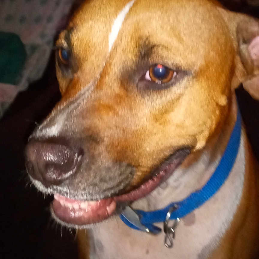 Molly joined the competition — help win amazing prizes! accessories, animal, beagle, bodypart, boxer, bulldog, canine, collar, dog, hound, labradorretriever, leash, mouth, person, pet, pitbull, pointer, puppy, snout, strap