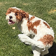 Molly is registered to the contest to win money with this photo: animal, backyard, brown, canine, daytime, dog, excited, fur, grass, happy, lawn, motion, nature, outdoor, pet, playful, summer, sunlight, tail, white