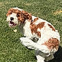 animal, backyard, brown, canine, daytime, dog, excited, fur, grass, happy, lawn, motion, nature, outdoor, pet, playful, summer, sunlight, tail, white